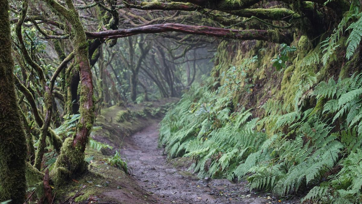 El paisaje de Anaga es el resultado de millones de años de actividad volcánica y de erosiones sucesivas.
