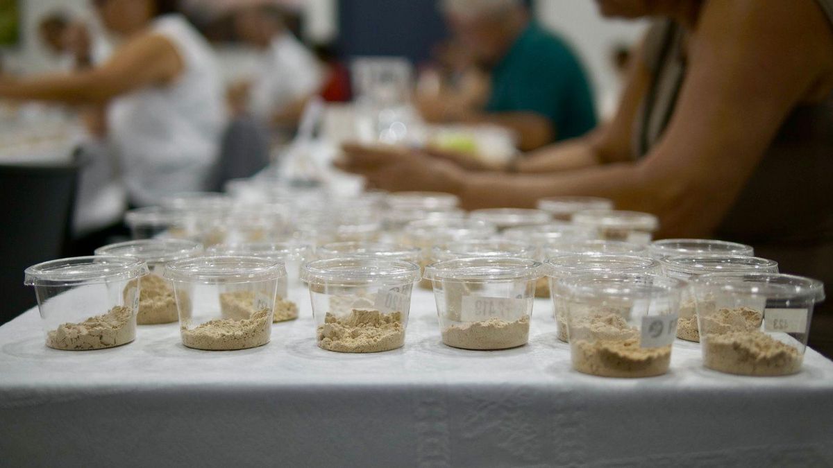 Muestras de los gofios participantes en el certamen este año.