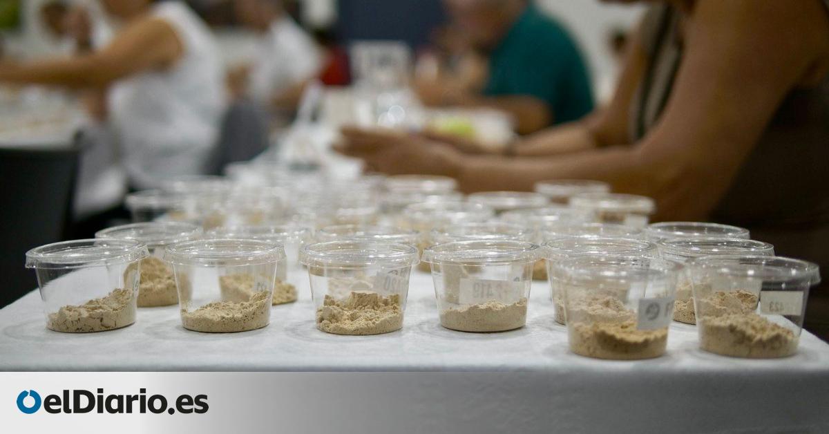 Un total de 41 muestras de once molinos compiten en La Palma por convertirse en el Mejor Gofio de Canarias