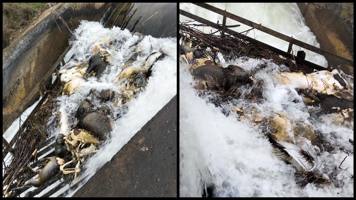 Quince nuevos animales muertos en el Canal de Arriola de León y denuncias contra Gobierno, Junta y Guardia Civil