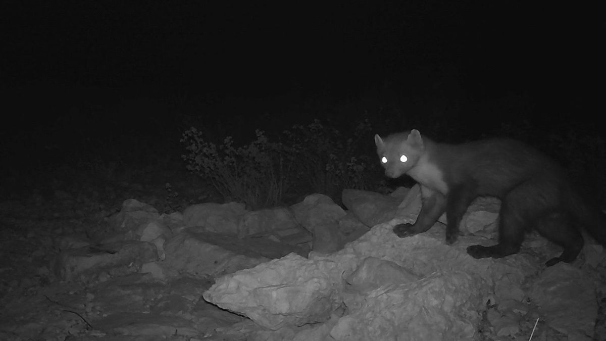 Una garduña fotografiada por la cámara de trampeo.