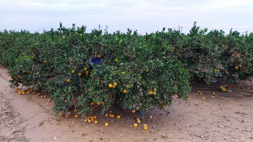 Las ayudas directas a las explotaciones agrarias afectadas por la DANA serán como mínimo de 5.000 euros
