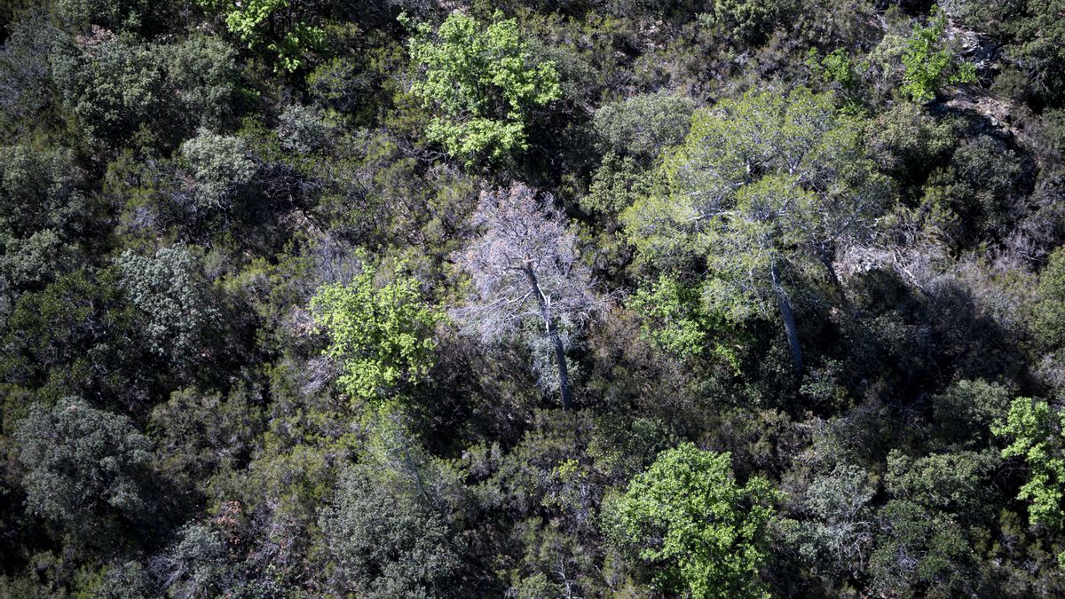 España tiene más árboles, pero la salud de los bosques avisa del futuro: “Revertimos el cambio climático o nos quedamos sin ellos”