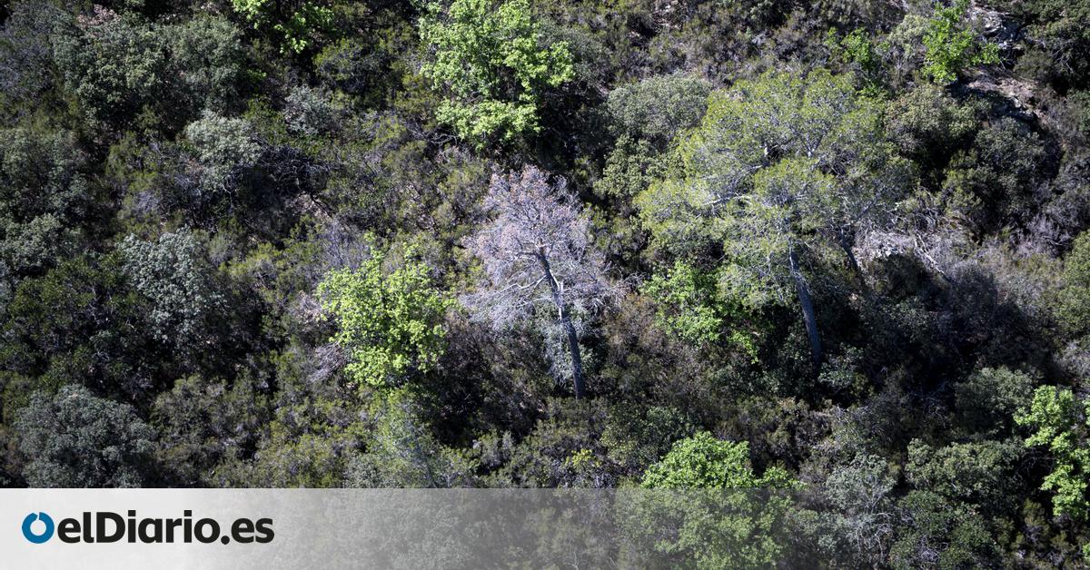 España tiene más árboles, pero la salud de los bosques avisa del futuro: “Revertimos el cambio climático o nos quedamos sin ellos”