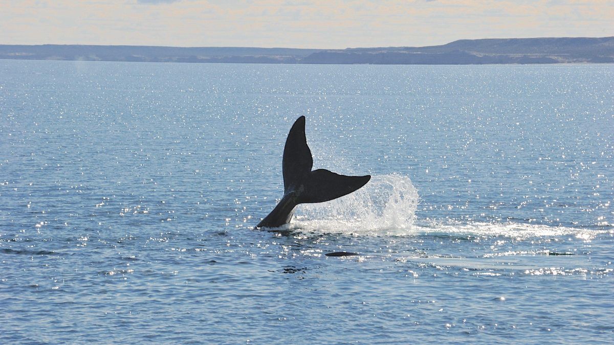 Ballenas, gas y geopolítica: el impulso de Argentina para exportar GNL