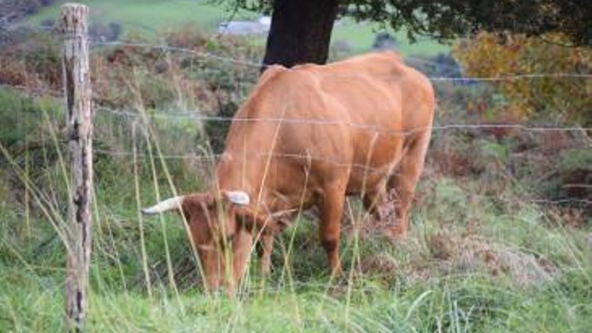 Piélagos abre plazo para solicitar la bonificación del 80% del IBI para actividades agropecuarias