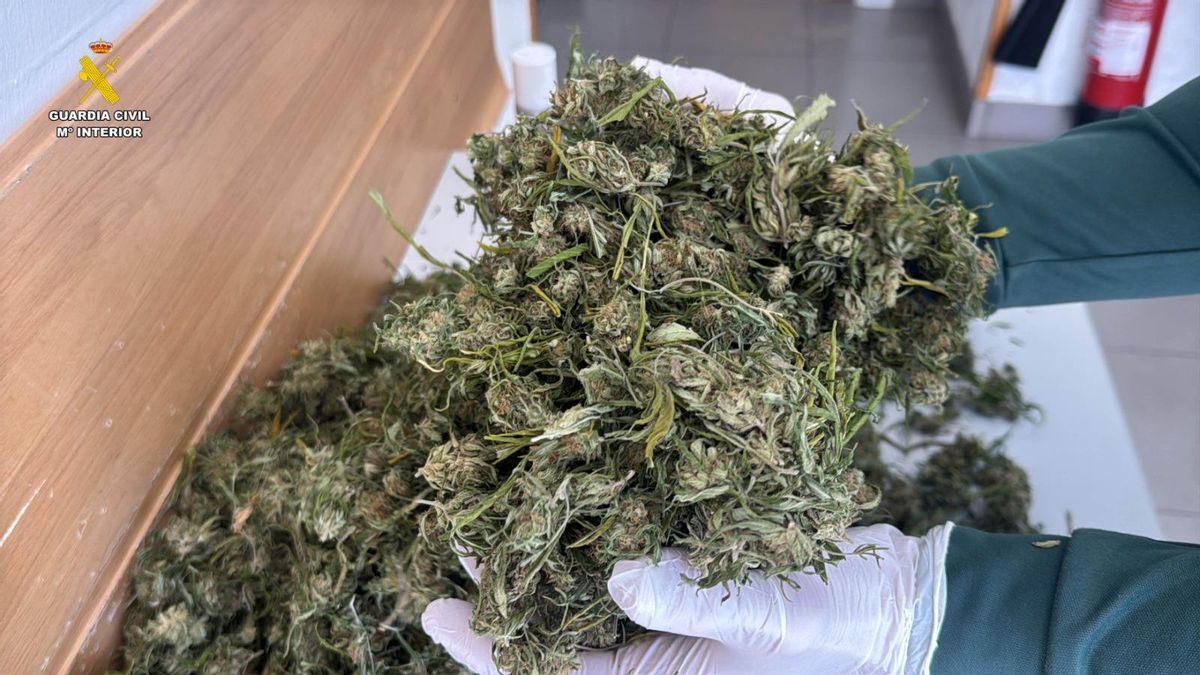La Guardia Civil localiza una plantación de marihuana en una vivienda de Viguera