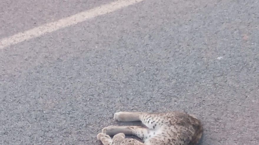 Ecologistas en Acción denuncia el segundo atropello de un lince ibérico en "pocos meses" en Ciudad Real