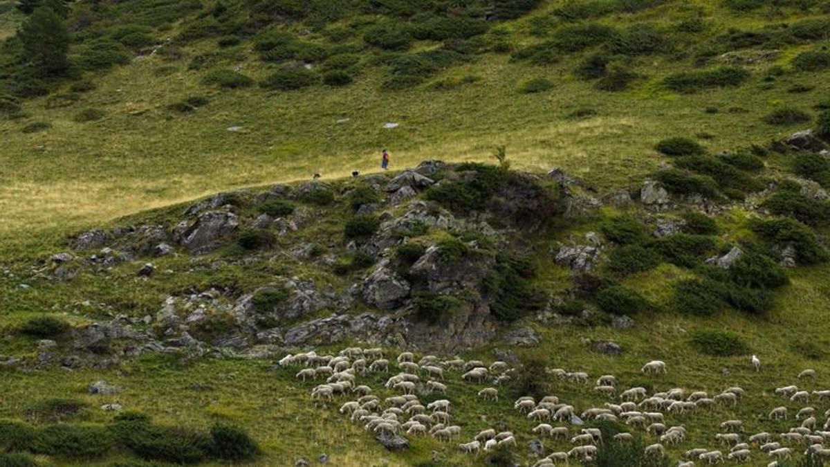 Castilla-La Mancha presenta el Plan Estratégico de Ganadería que reconoce “el papel social de los ganaderos”