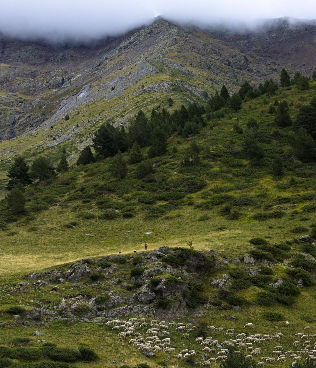 Pastor con su rebaño a lo lejos