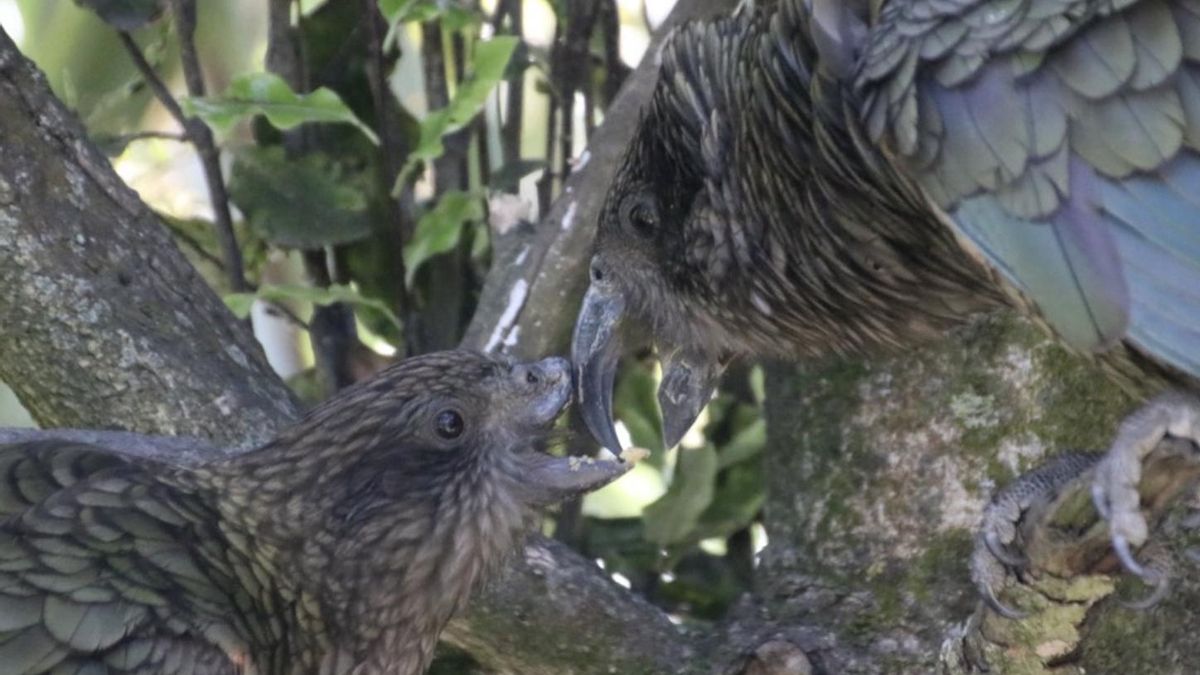 Presenta menos estrés que otros machos del grupo