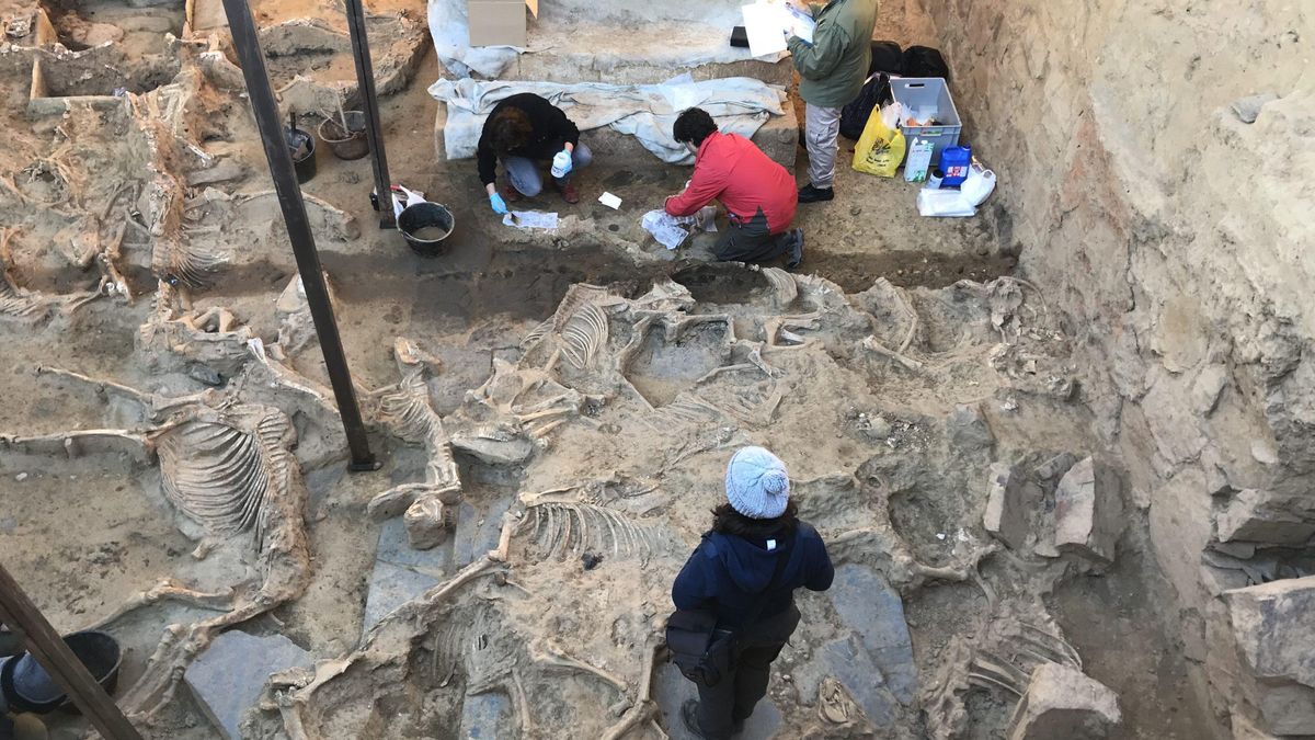 La dura vida de los caballos de Casas del Turuñuelo: años de trabajo extremo antes del gran sacrificio ritual