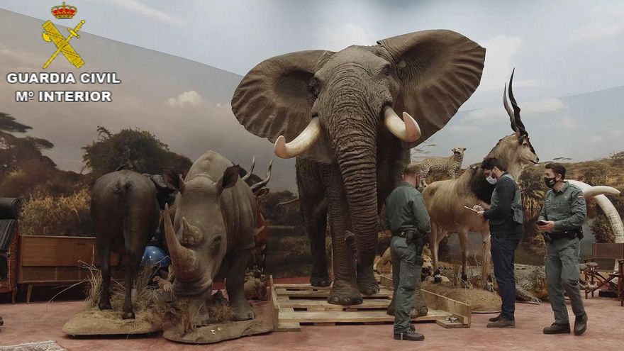 De elefantes a tigres de bengala: la Guardia Civil se incauta más de un millar de animales disecados, muchos de ellos protegidos