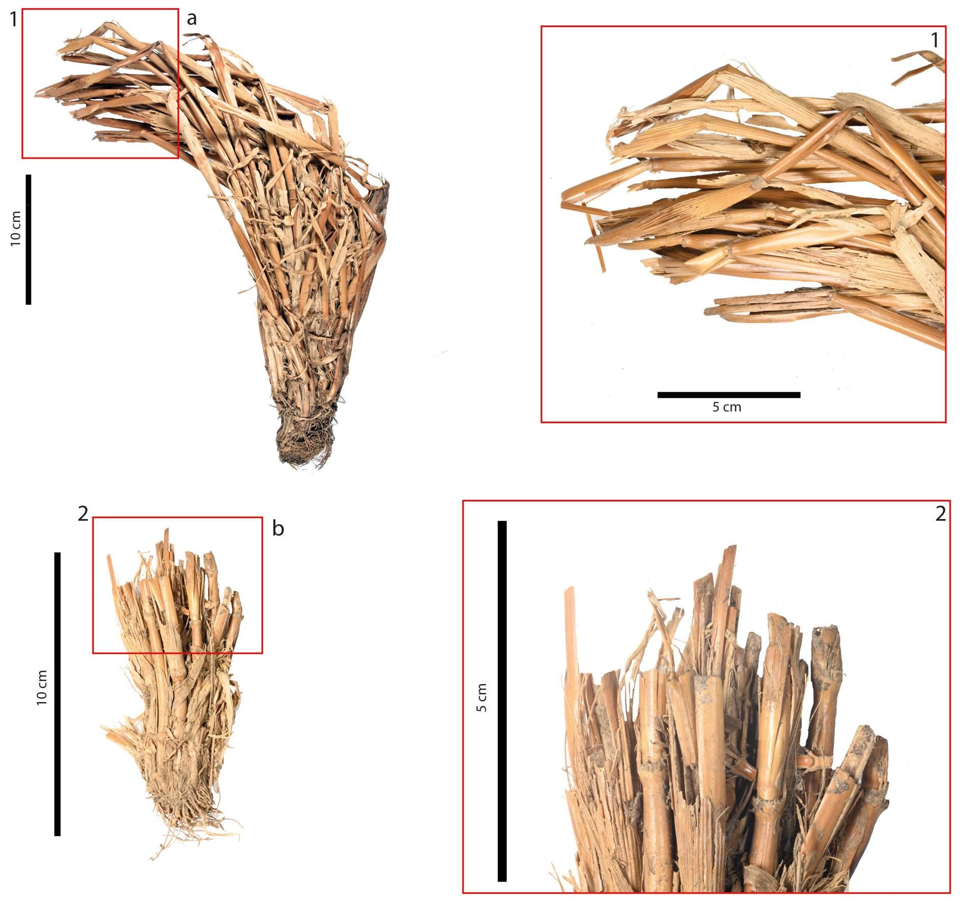 cereales cortados recuperados del yacimiento prehispánico del Bentayga, en Tejeda (Gran Canaria).