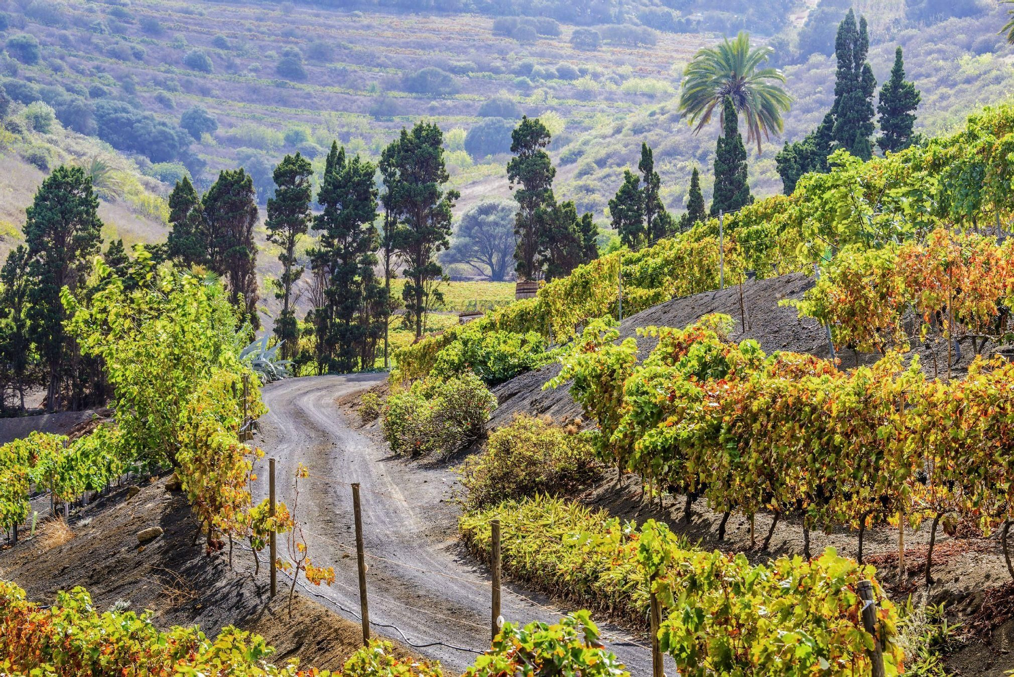 Viñedos en Bandama