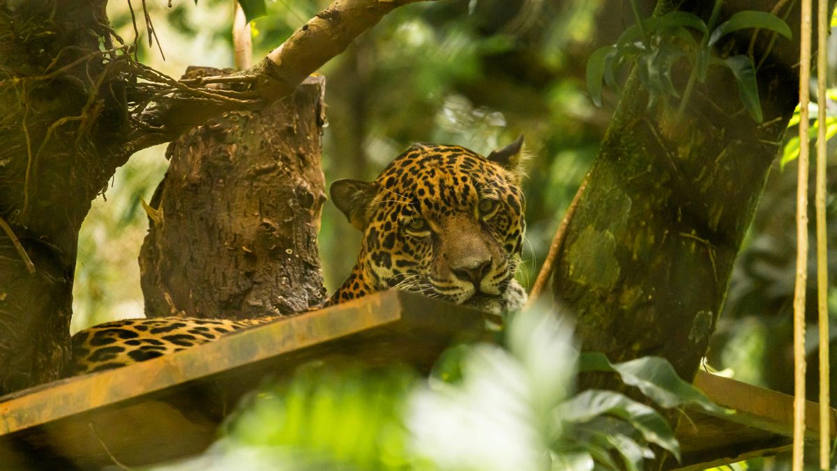 Captan por primera vez a un jaguar maullando a su cría