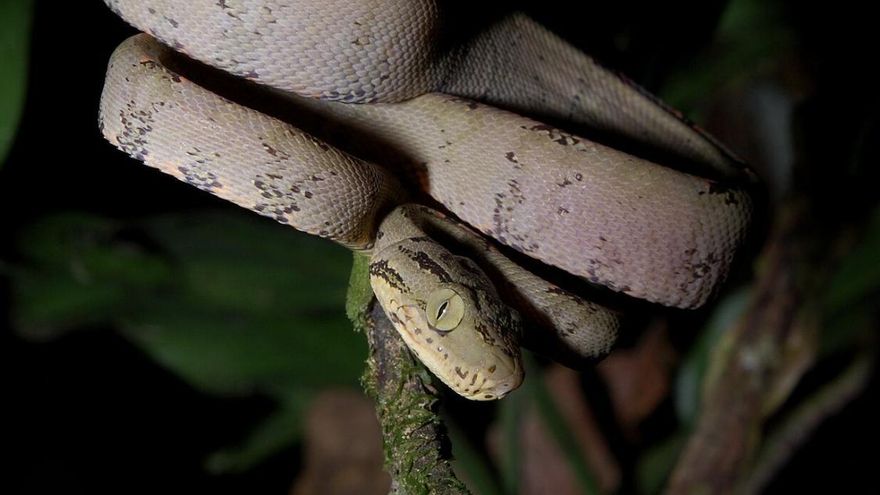 La manera en que las serpientes eliminan sus desechos revela un mecanismo natural que podría aliviar millones de riñones humanos