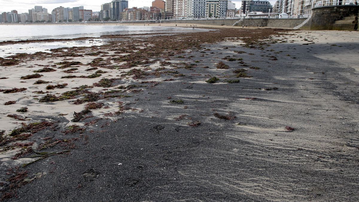 Algas y carbón coparon el arenal de San Lorenzo, en Gijón.