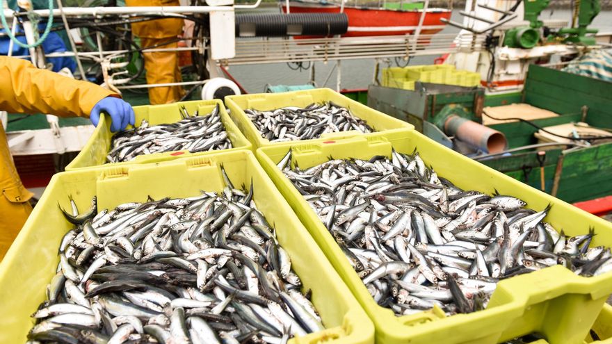 Bocarte del Cantábrico.