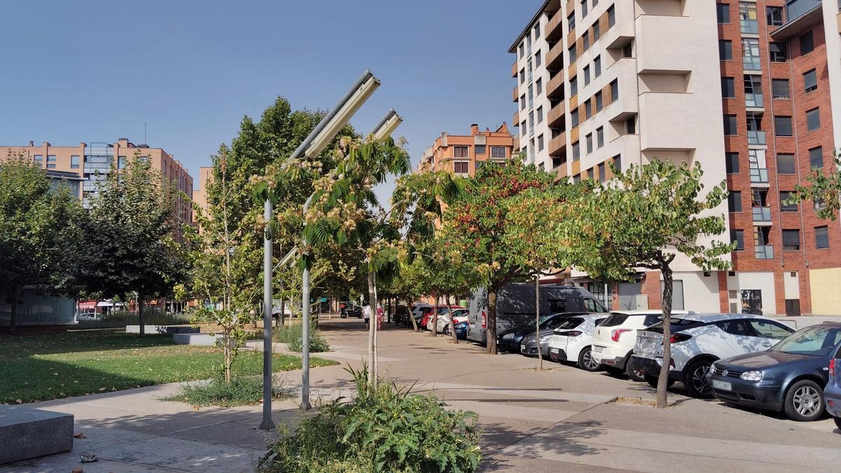 Árboles mustios en el Musac por la ola de calor de agosto de 2025