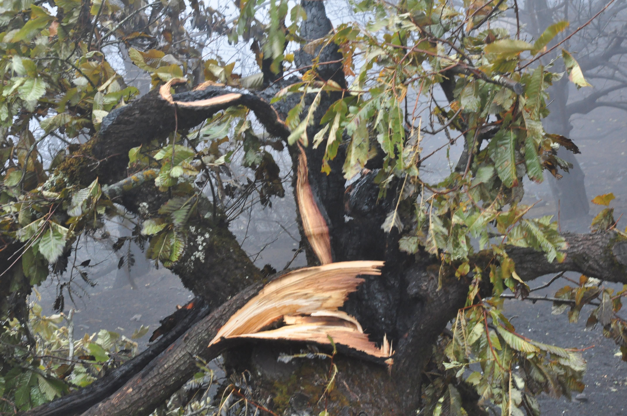 Efectos del incendio en la Cruz de Tejeda. (ÁNGEL SARMIENTO)
