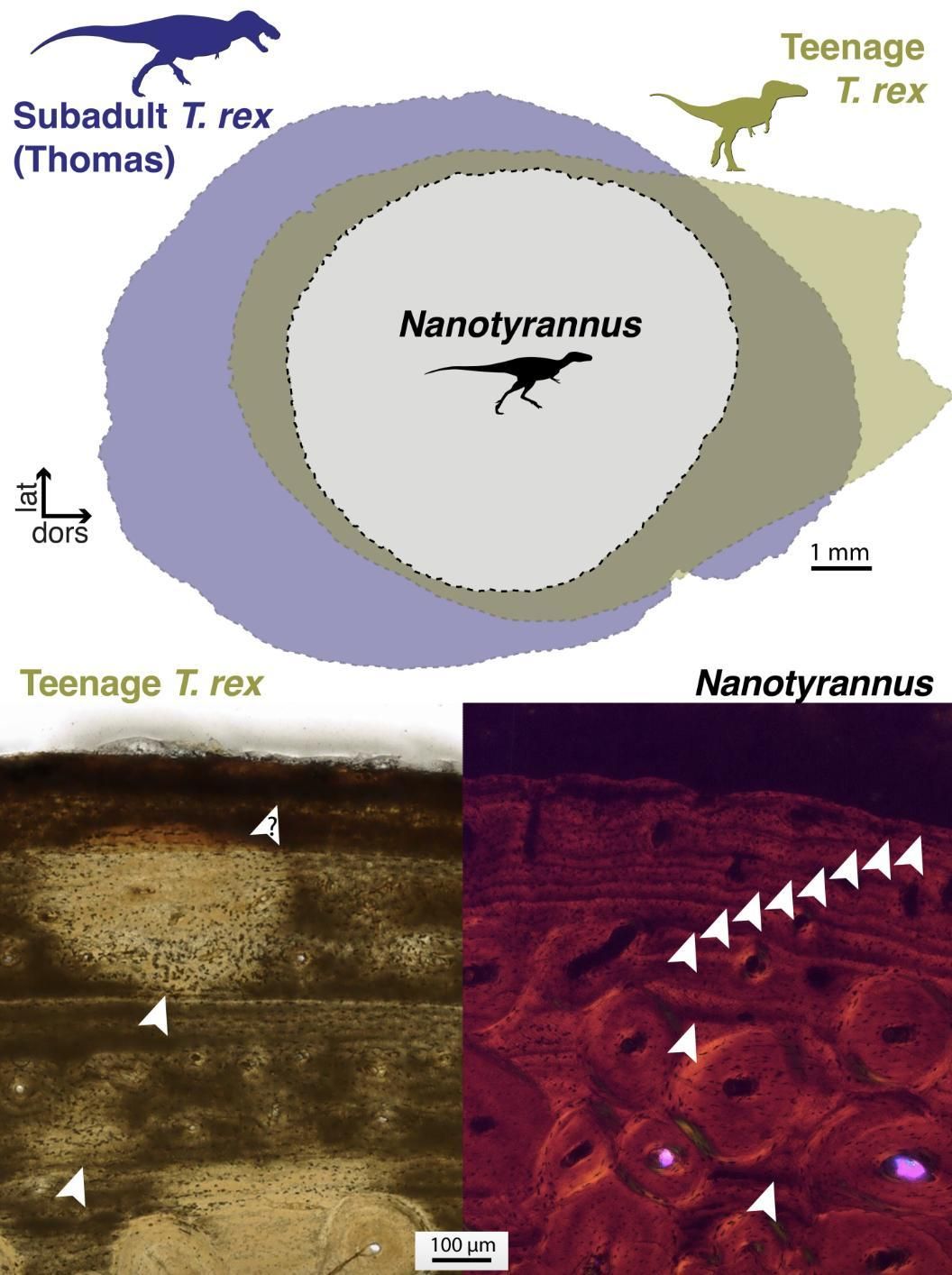 Comparación del tamaño del hioides en un T. rex juvenil y subadulto con el de Nanotyrannus (arriba). Si bien Nanotyrannus habría sido ligeramente más pequeño que el T. rex juvenil del NHM, los signos de madurez son evidentes al microscopio (abajo). La mayor cantidad y menor espaciamiento de los anillos de crecimiento (¡8 frente a aproximadamente 2 en el T. rex adolescente!) revela que el holotipo de Nanotyrannus era completamente maduro y una especie distinta.