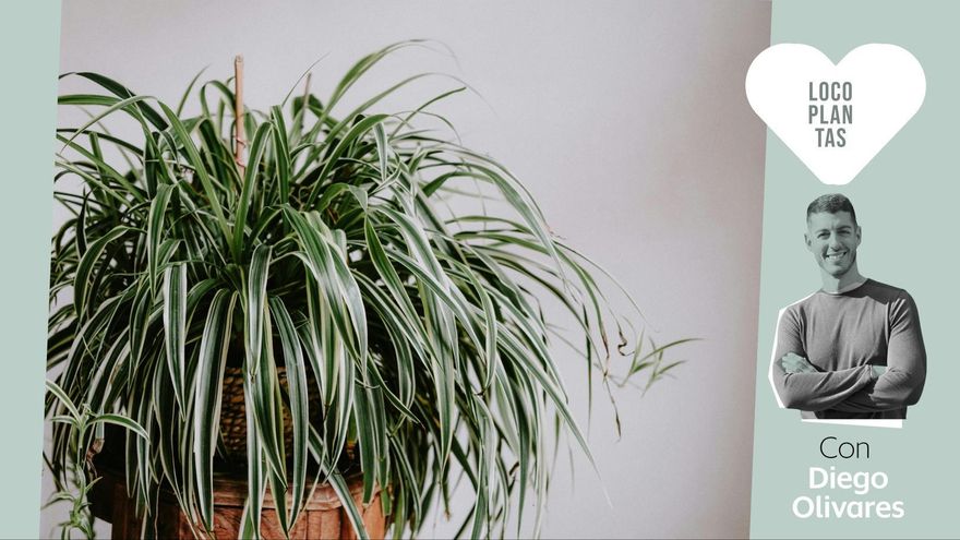 Seis plantas de sombra perfectas para tu balcón, ventana o terraza