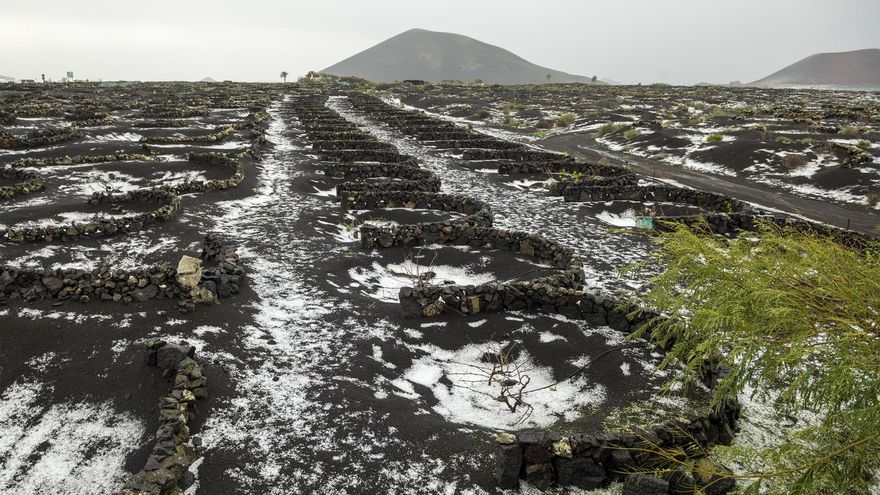 Los viñedos, cubiertos de granizo este sábado en Lanzarote