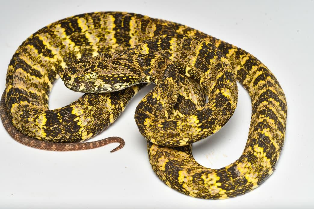 La Bothrops Taeniatus, una especie que habita en Perú y otros países de Sudamérica. Foto: cortesía James W. Ttito