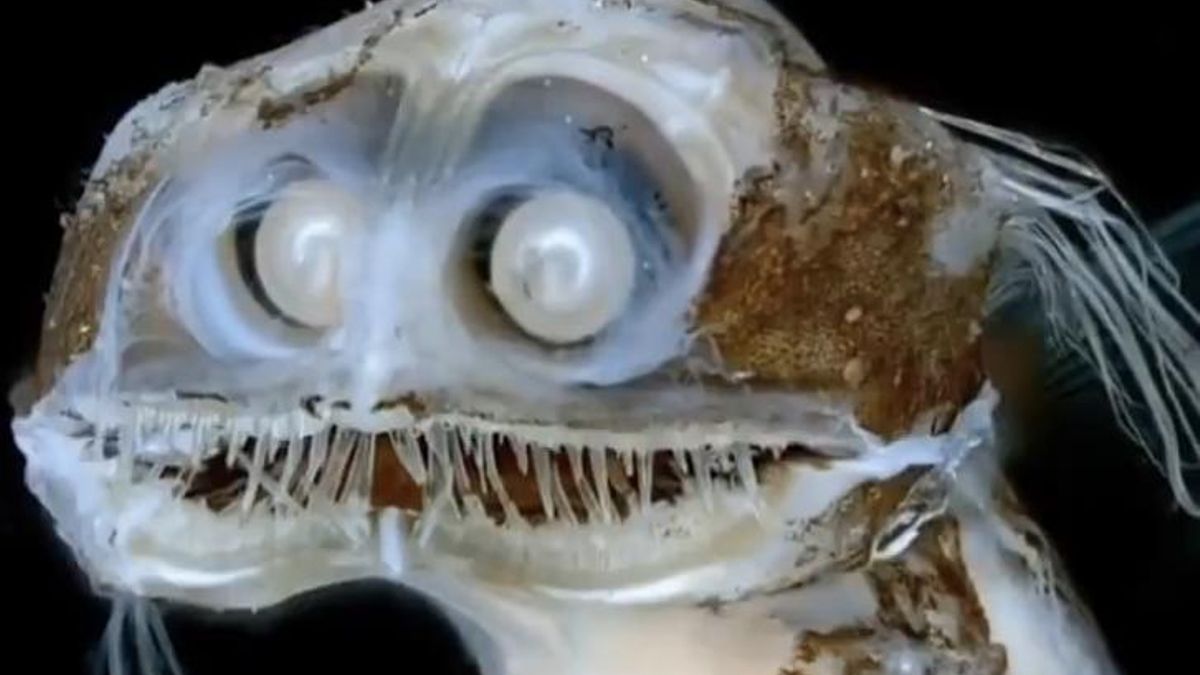 La biodiversidad submarina conquista la pantalla con criaturas nunca vistas