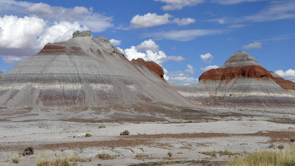 Las campañas en Petrified Forest recuperan miles de piezas óseas