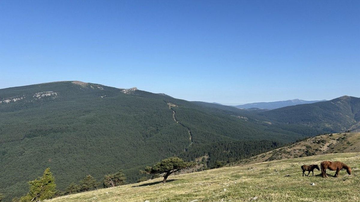 Los pinares de Burgos y Soria: la gestión comunal de los bosques que previene grandes incendios