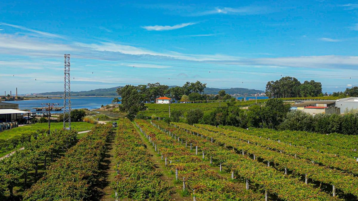 La organización agraria UCCL denuncia que las grandes bodegas de Rueda ofrecen precios "irrisorios" por la uva