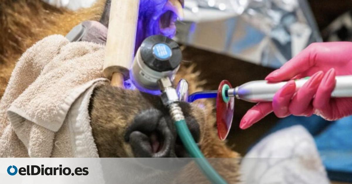 La mayor corona dental del planeta acaba en la boca de un oso pardo de Alaska tras una cirugía en el zoo