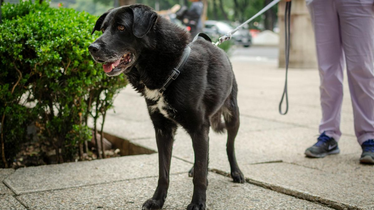No, la ley de Bienestar Animal no incluye penas de prisión por dejar a un perro solo ni limita el número de animales en casa