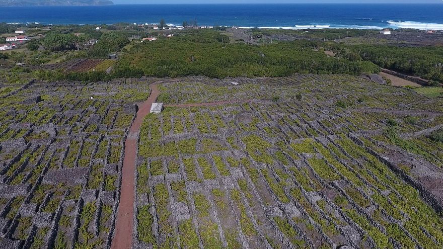 Los currais marcan el paisaje agrícola de las costas de Pico.