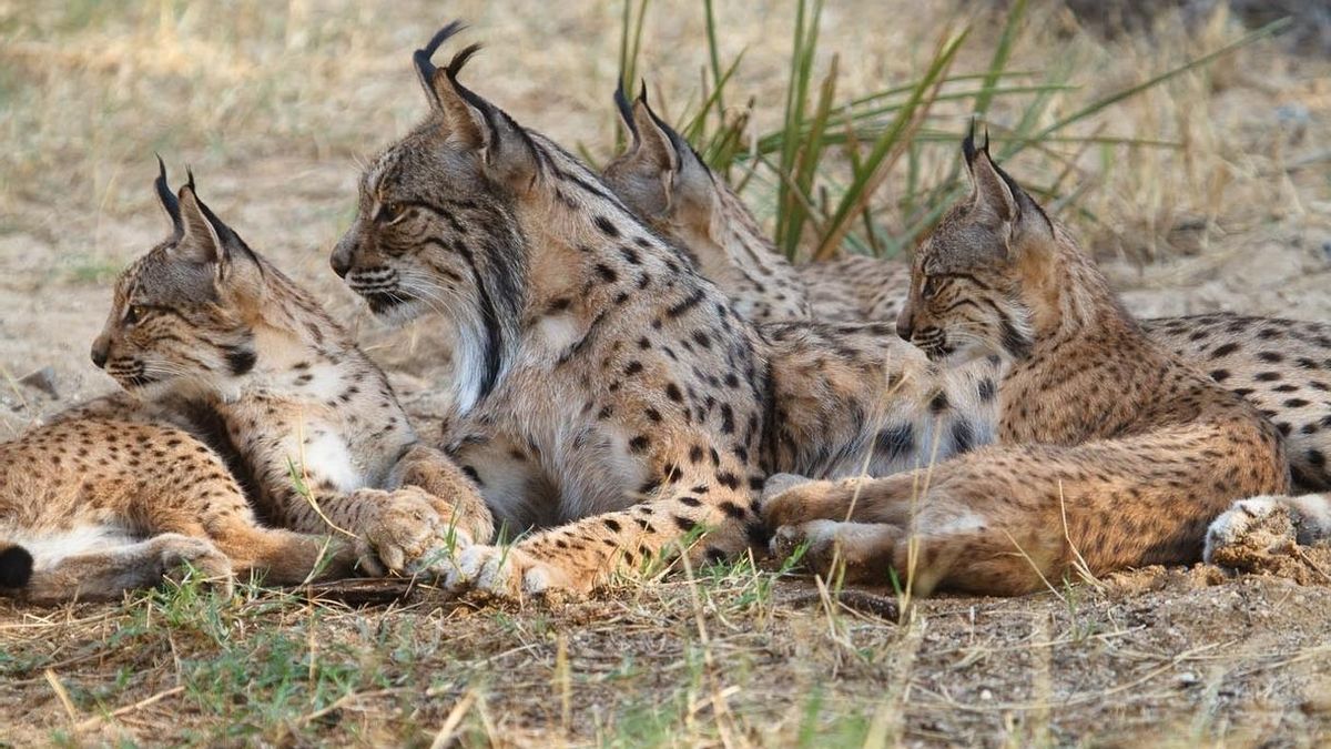 Ejemplares de lince