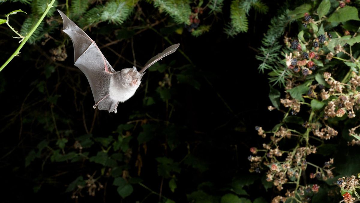 El murciélago  'Rhinolophus hipposideros'.