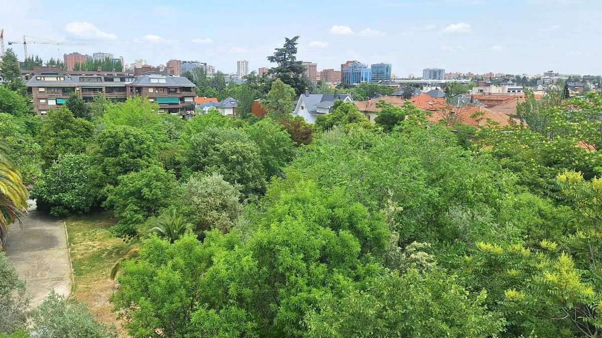 Arbolado de la zona este que desaparecerá con las construcciones
