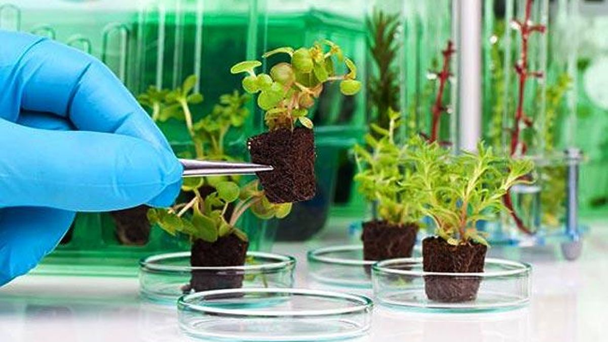 Genetistas descubren nuevos secretos sobre la regeneración de las plantas