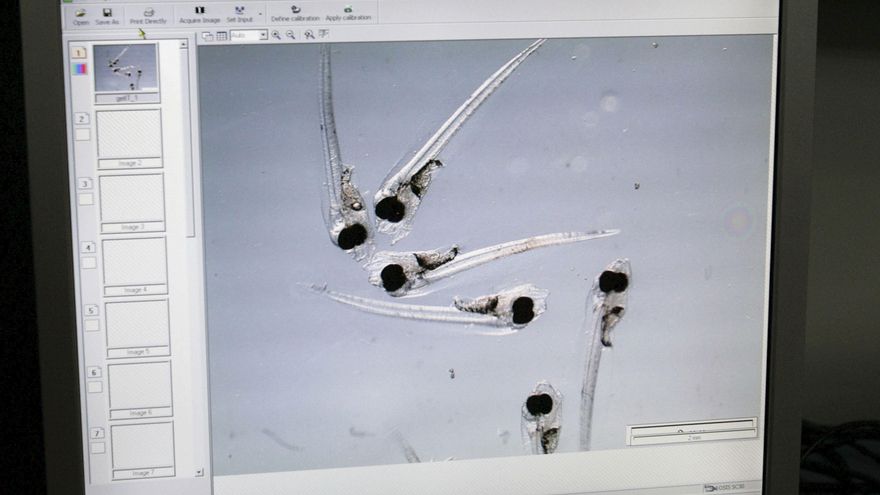 Descubren que larvas de atún rojo eligen capa superficial para desarrollarse