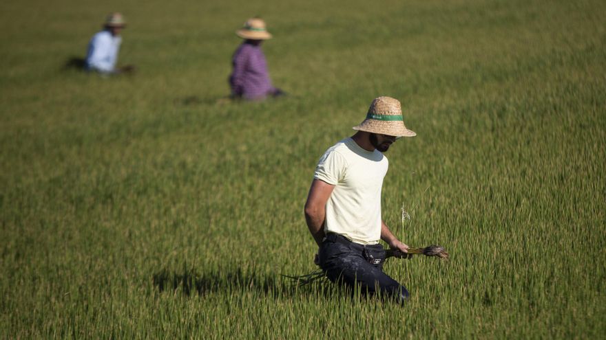 La radiación ultravioleta solar es el tercer factor cancerígeno más importante en el trabajo, tras el amianto y el polvo de sílice