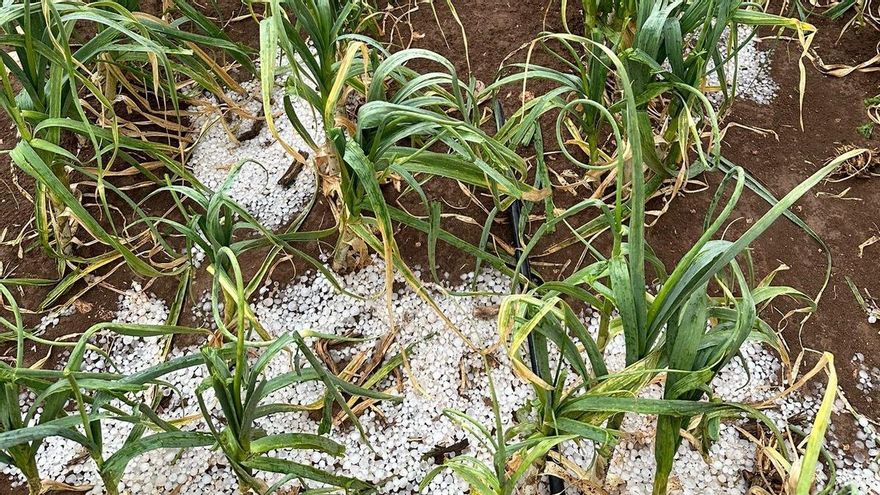 La lluvia llega “tarde, mal y haciendo daño” a las zonas del sur de Albacete que estaban sufriendo sequía extrema