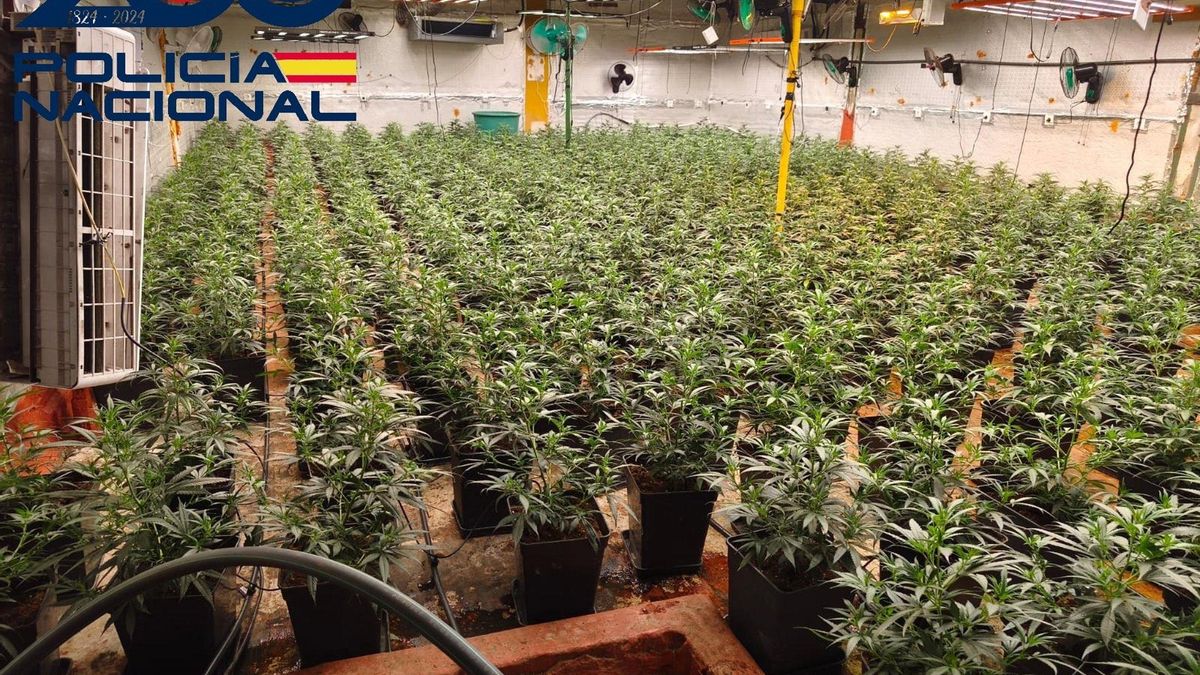 Plantación 'indoor' de marihuana desmantelada.