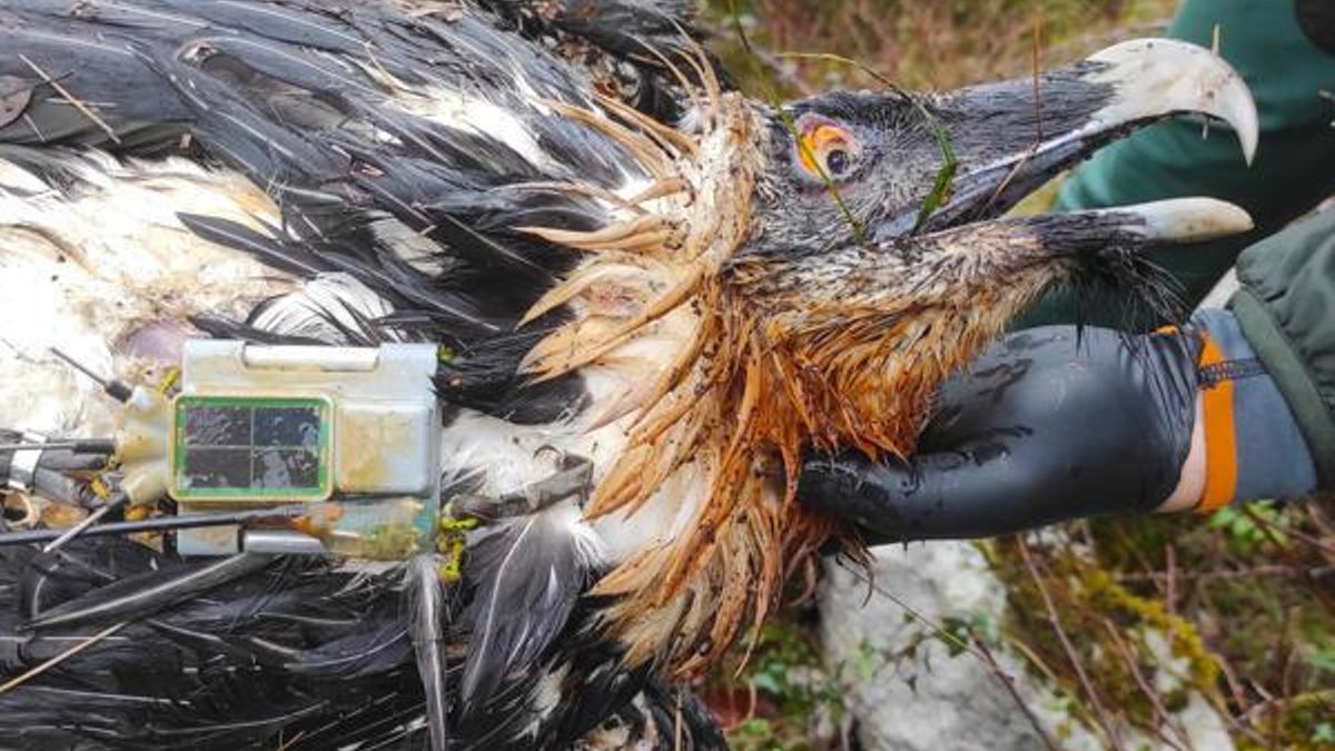 Muere envenenado el quebrantahuesos Centenario en Picos de Europa