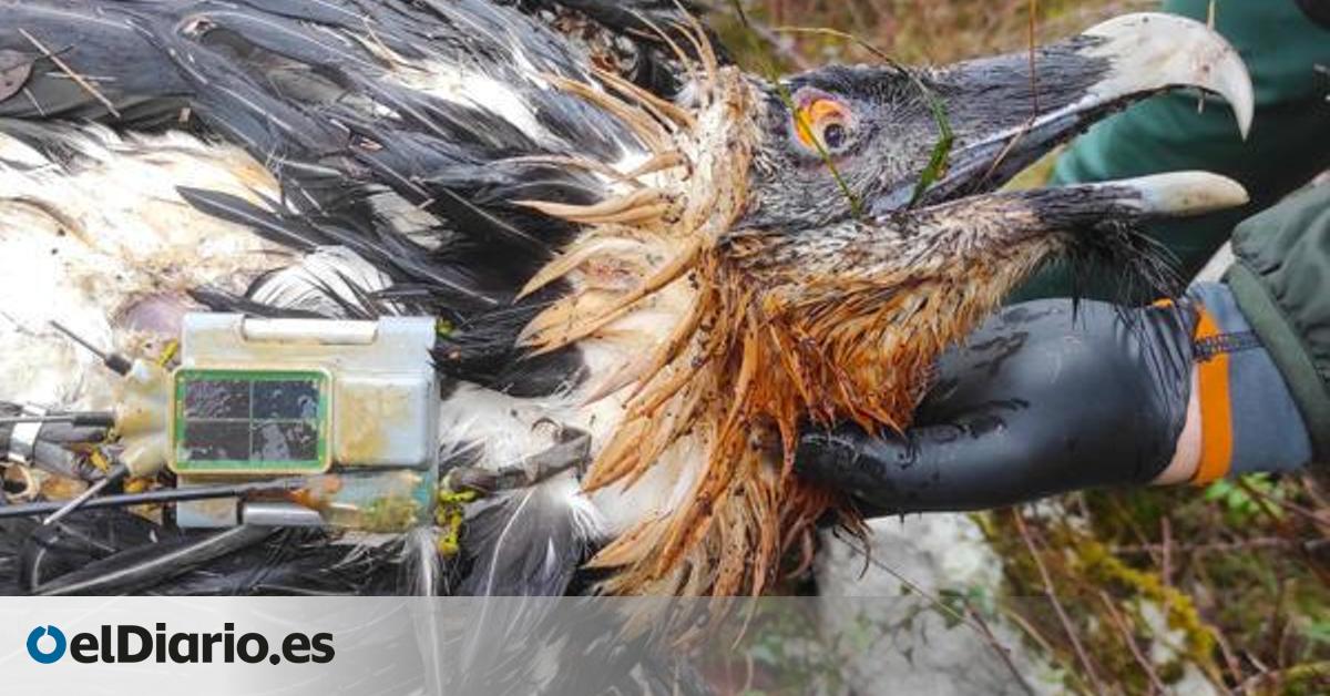 Muere envenenado el quebrantahuesos Centenario en Picos de Europa