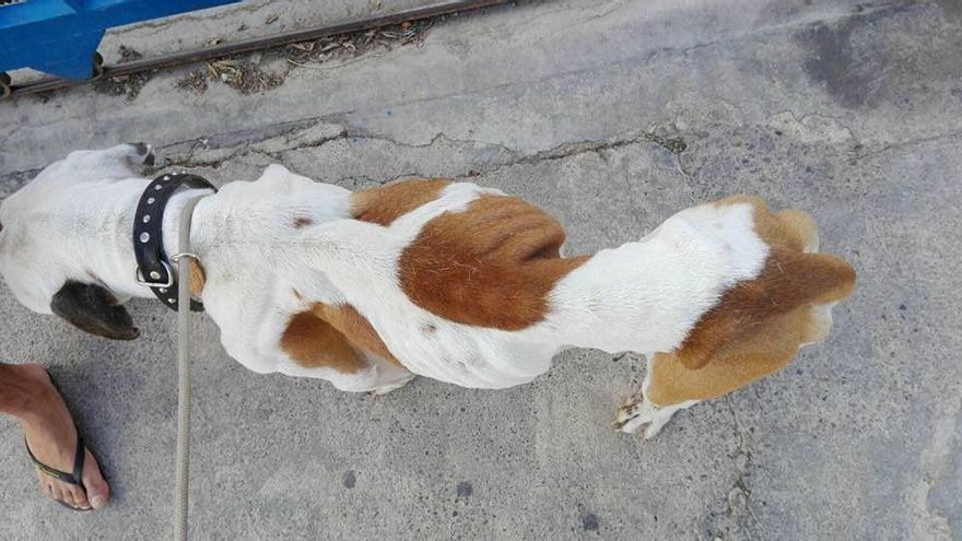 Estado de 'Asterix' al llegar a la protectora Modeprán.