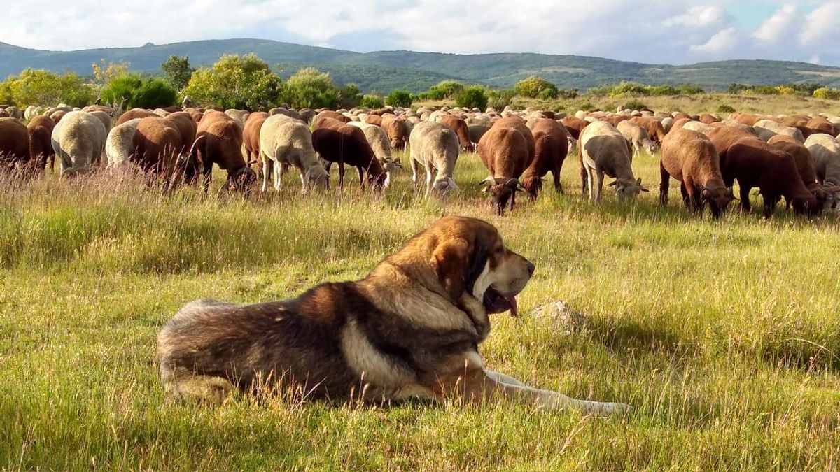 Tierra de lobos, escuela de pastores