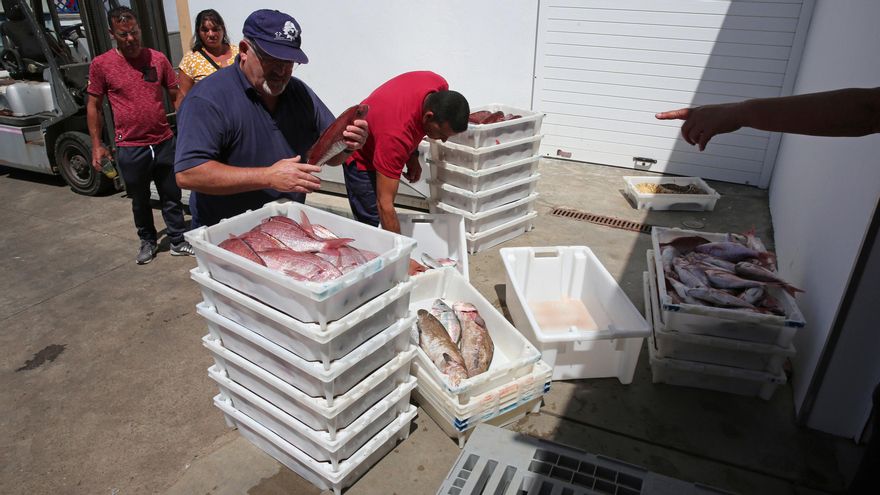 El sector pesquero tiene pruebas de cómo el mar de Canarias sufre la crisis climática