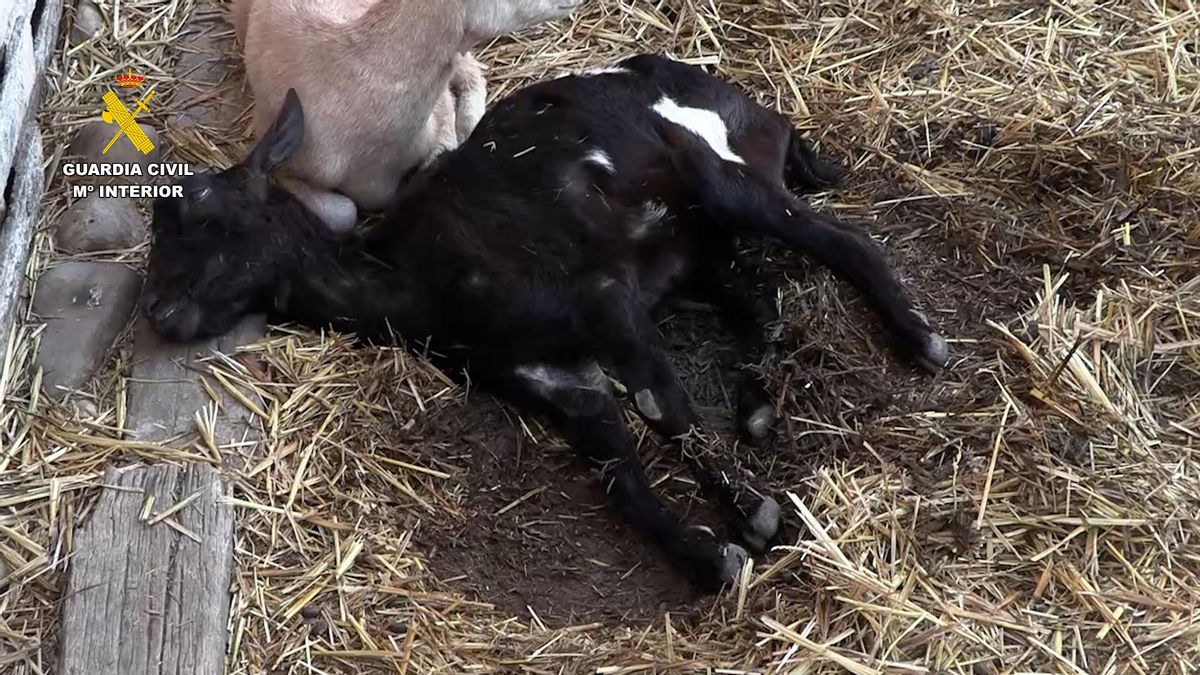 93 detenidos y más de 1.400 animales inmovilizados o sacrificados por irregularidades en explotaciones ganaderas